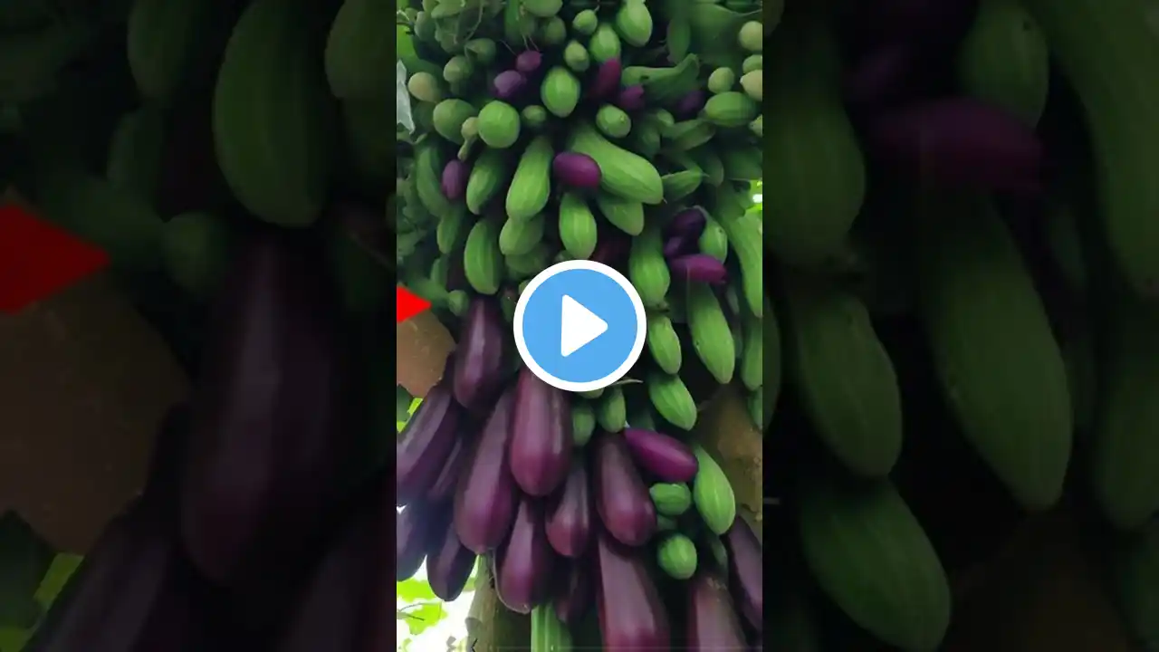 new method how to grow hybrid trees of eggplant with cucumber from fruit 🍆#fruit #garden #shorts