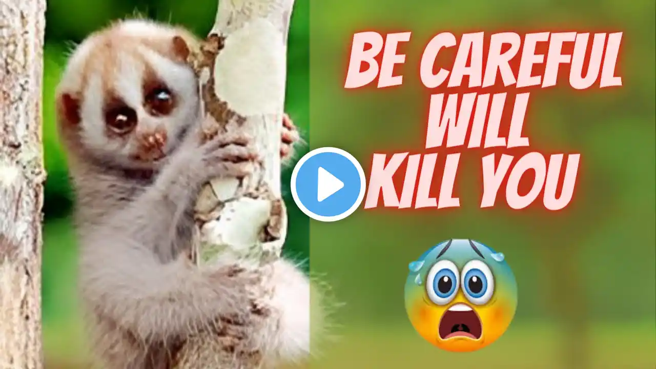 10 Cute Animals That Can Actually Kill You