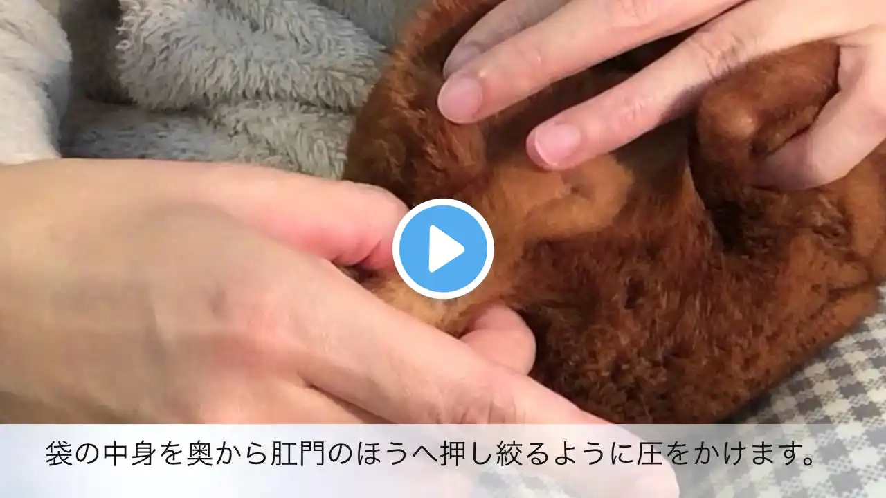 ポルくんの肛門腺絞り2 - Cat's Anal gland squeezing -