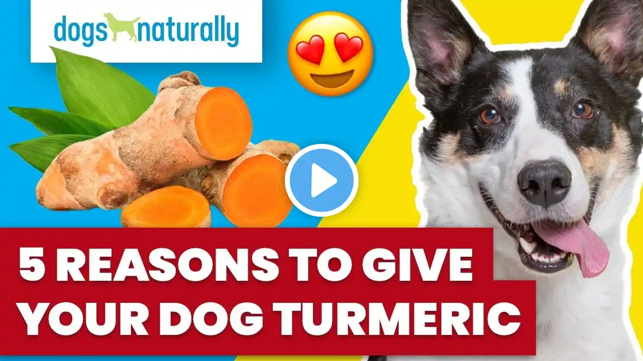 5 Reasons To Give Your Dog Turmeric