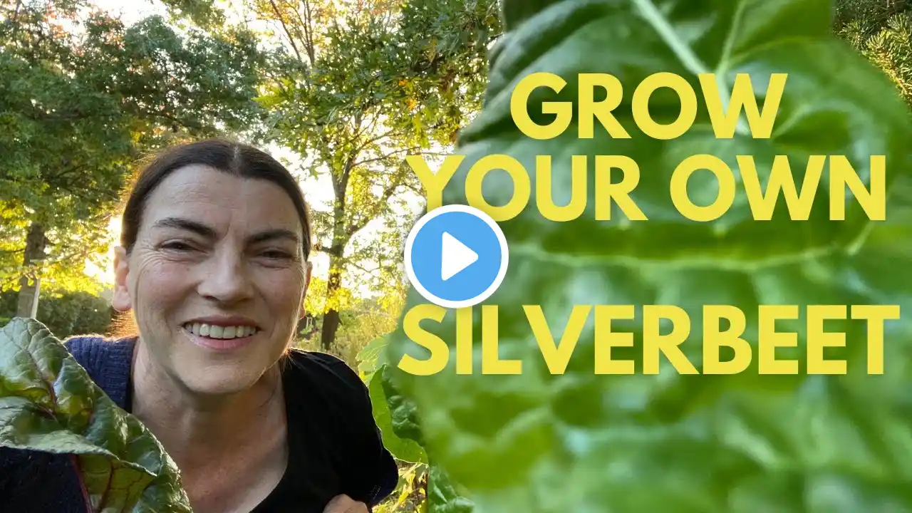 How to grow your own SILVERBEET / SWISS CHARD from seed to harvest