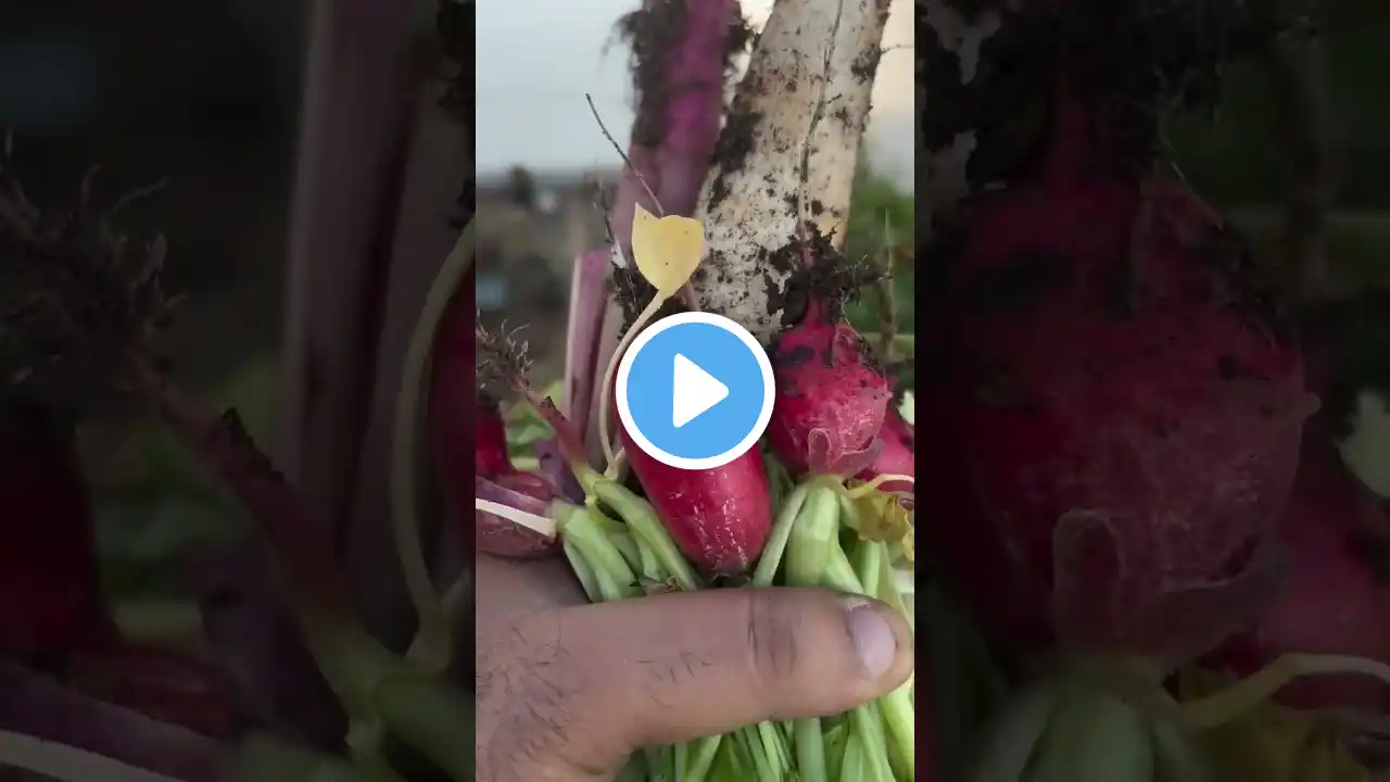 Grow All Varieties of Radish Easily at Home! 🌱🥕 | Gardening Tips & Tricks