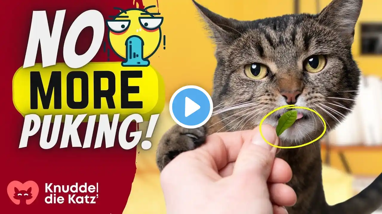 7 Super Home Remedies For Vomiting In Cats!