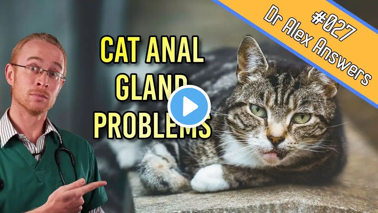 Cat Anal Glands: the problems, signs and treatment! - Cat Health Vet Advice