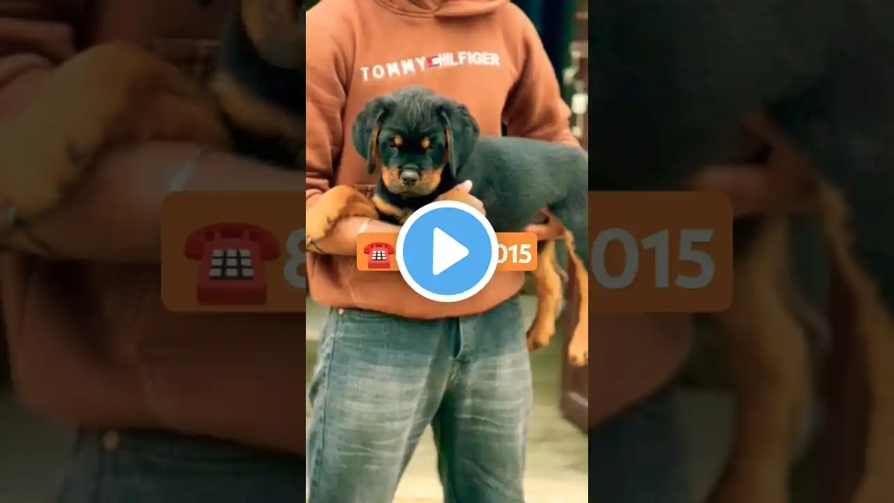 WORLD 🌎 4 😯AGRESSIVE DOG😱😱 BREEDS #shorts