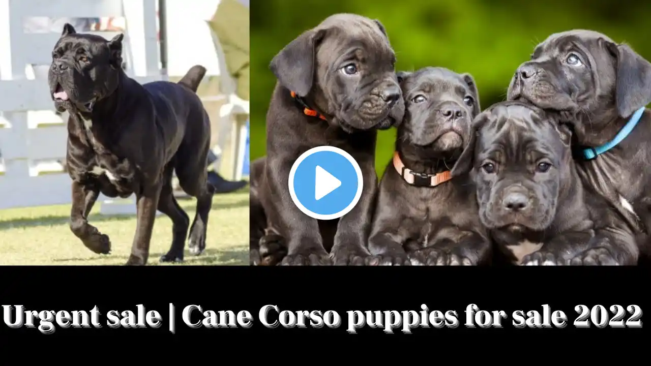 Urgent sale | #canecorsopuppiesforsale | cane corso puppy price in india |Dogsbreedofficial 2022