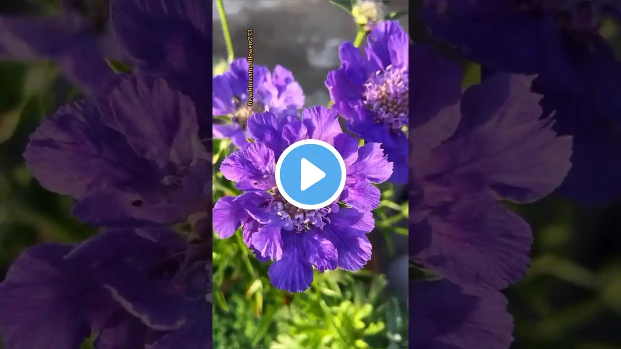 Beautiful purple flower #amazing #flowers #shortviralvideo