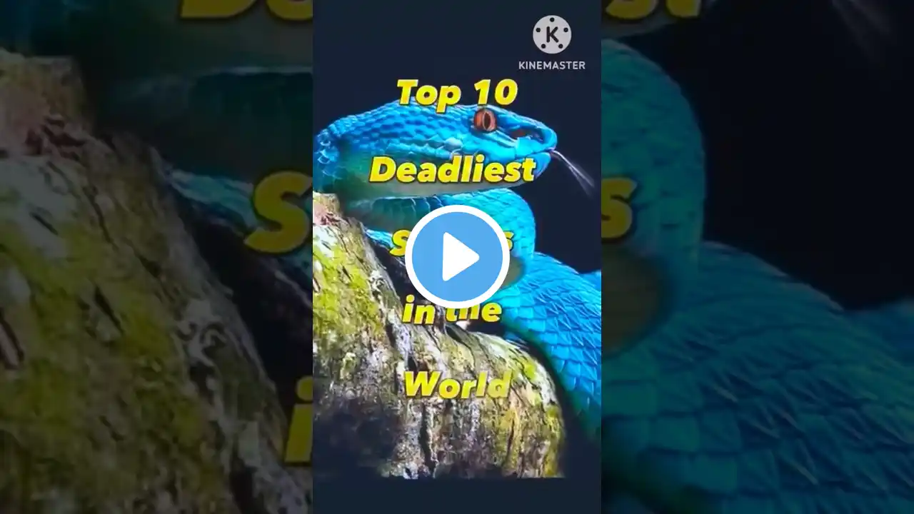 Deadliest Snakes You Won't Believe Exist!