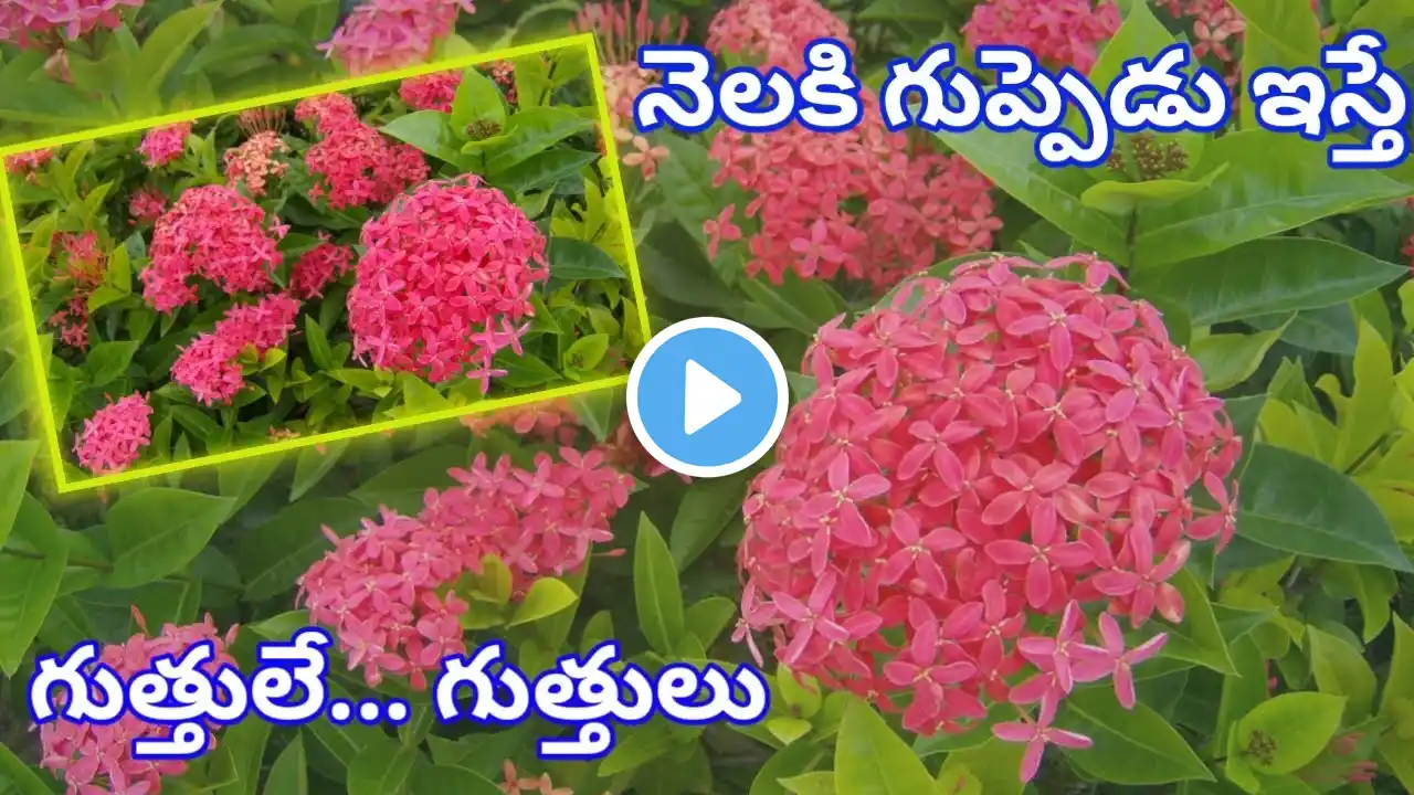 DO these 3 things on on ixora to get more flowers| ixora plant care |nuruvarahalu plant in telugu