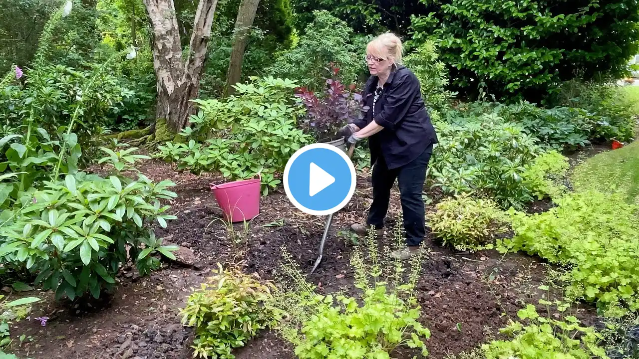 Completion of the summer shade border in the Upper Quarry garden & tour of the plants used