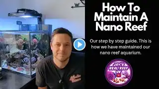 How To Maintain A Nano Reef Aquarium