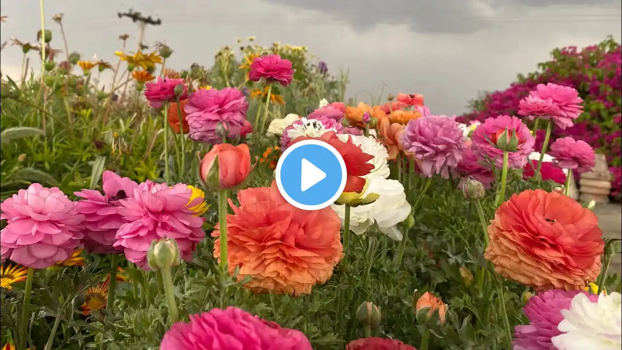 Winter Flower Seed Collection|Ranunculus Seeds|Urdu|HA Garden