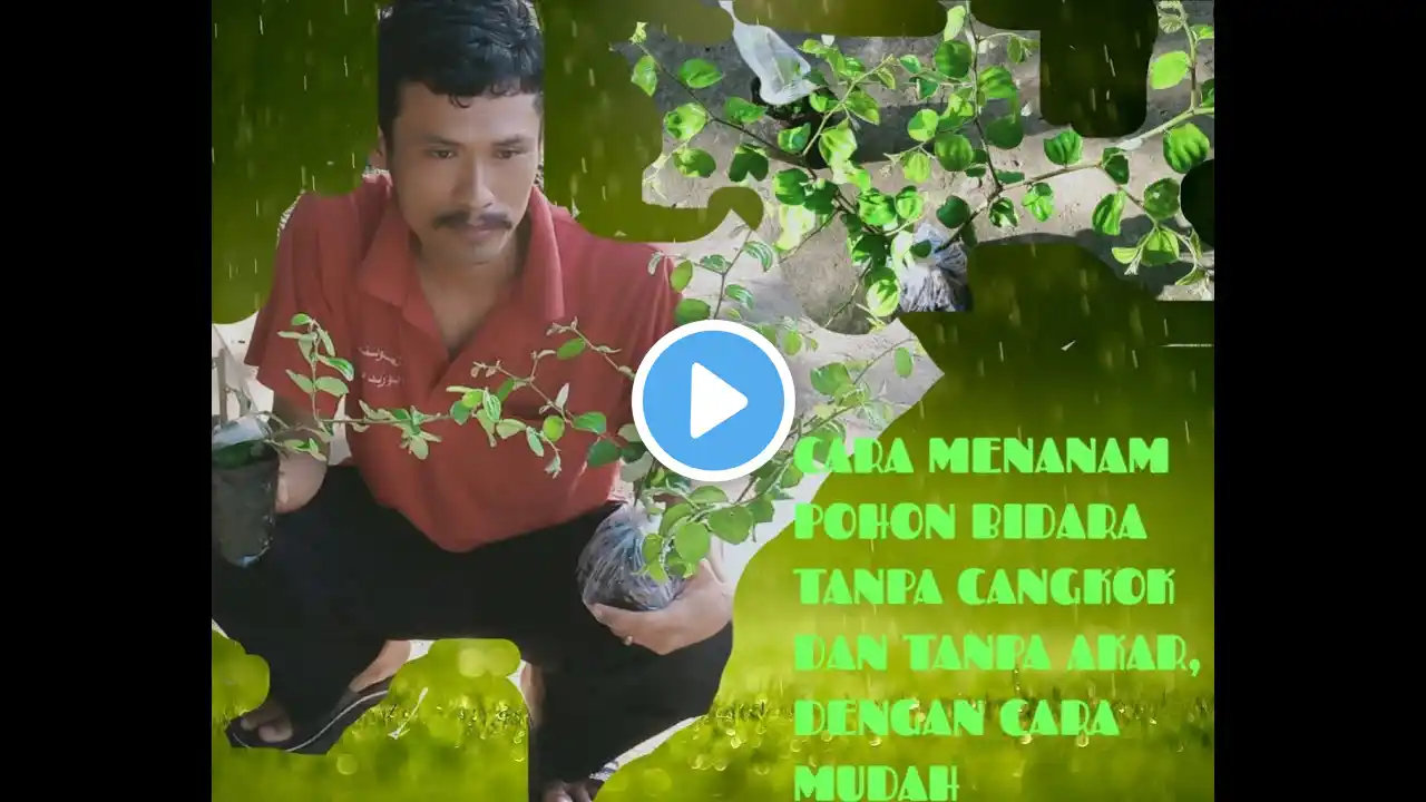 CARA MENANAM POHON BIDARA TANPA SETEK TANPA AKAR