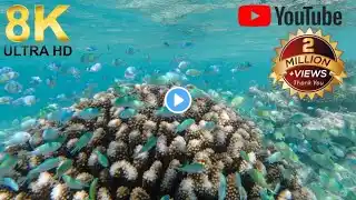 Underwater World OLED HDR 8K Video Ultra HD Dolby Vision scuba diving ‪@AquariumInfo‬