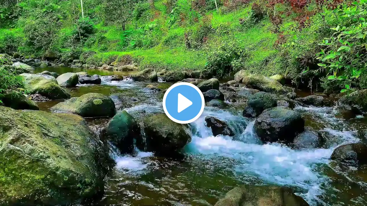Green Forest River Flowing in Rainy Weather. Nature Sounds, Forest River, White Noise for Sleeping