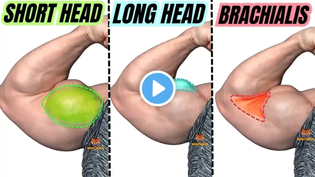 TOP 5 LONG HEAD BICEPS  /  SHORT HEAD BICEPS / BRACHIALIS BICEPS EXERCISES AT GYM