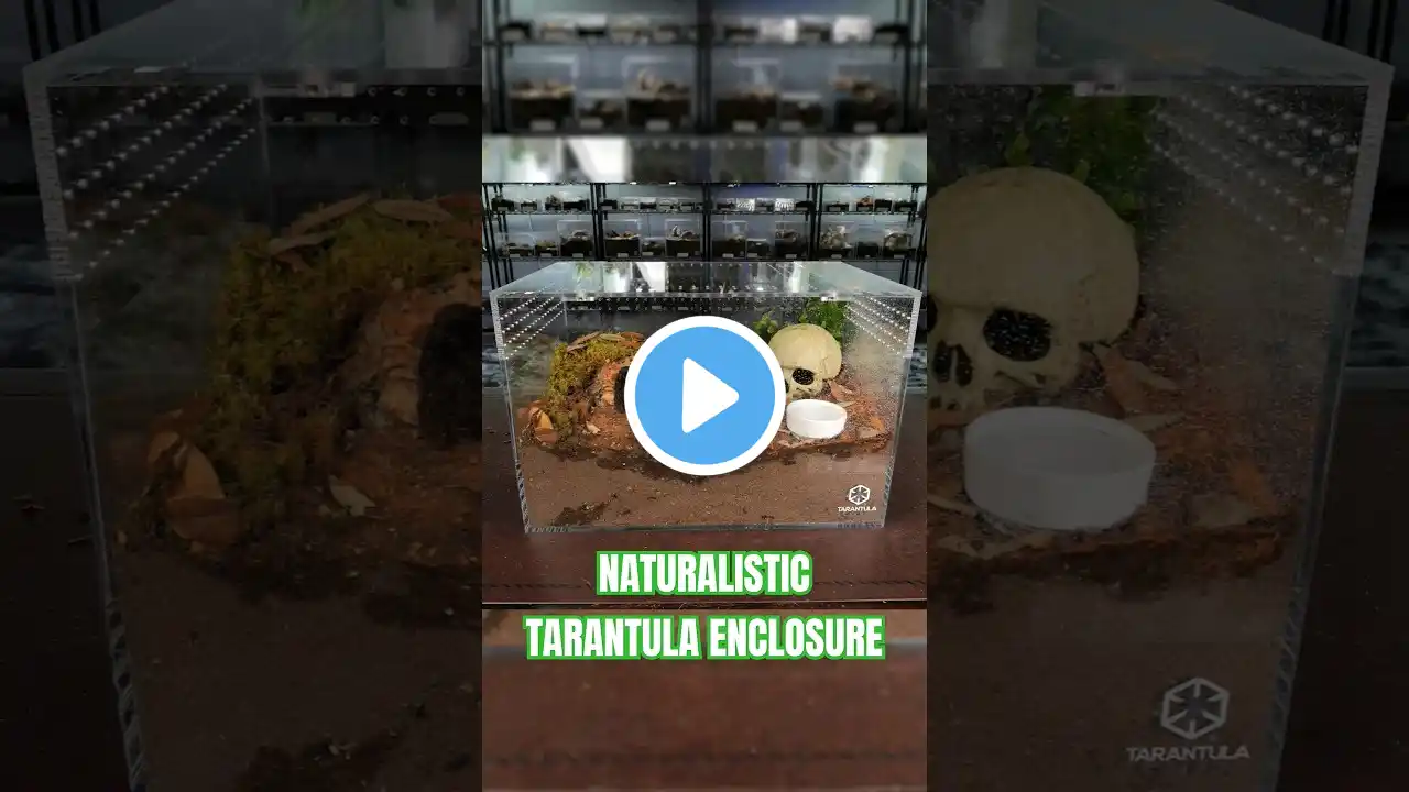 I built a naturalistic enclosure for my tarantula!  #tarantula #spider #enclosure