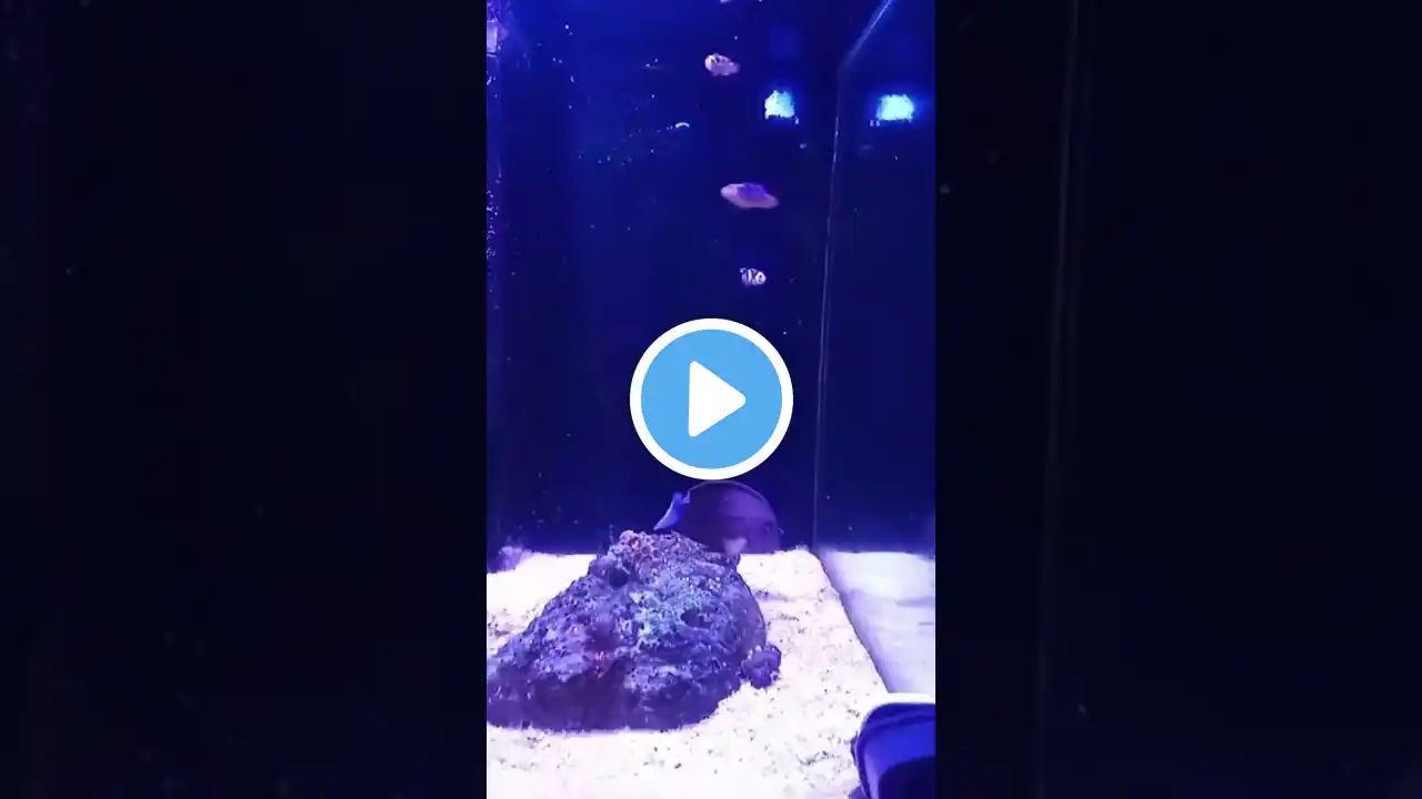 Nano marine tank #aquarium #clownfish #fish #fishtank #nemo #colorfulreef #reef #clownknifefish