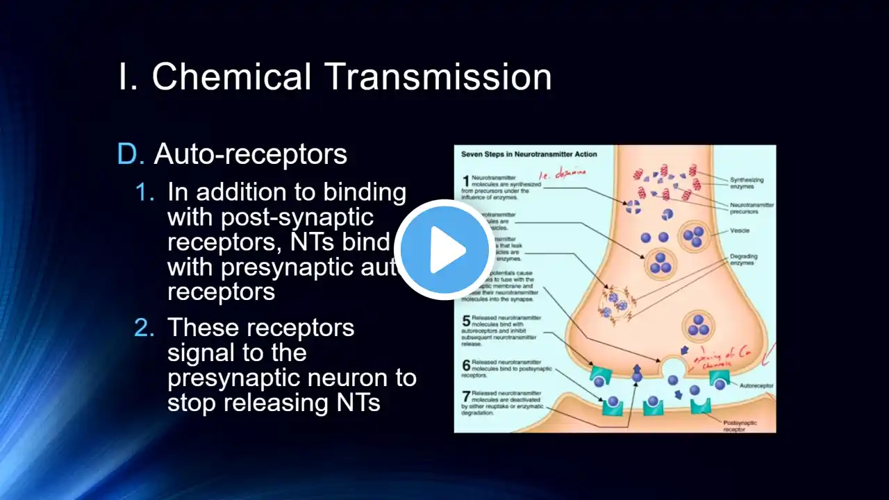 Cog Neuro Lecture #5 - Synaptic Transmission Part 1: Neurotransmitters