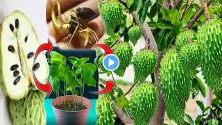 how to reproduce soursop tree from seed to fruit.-growing fruits.