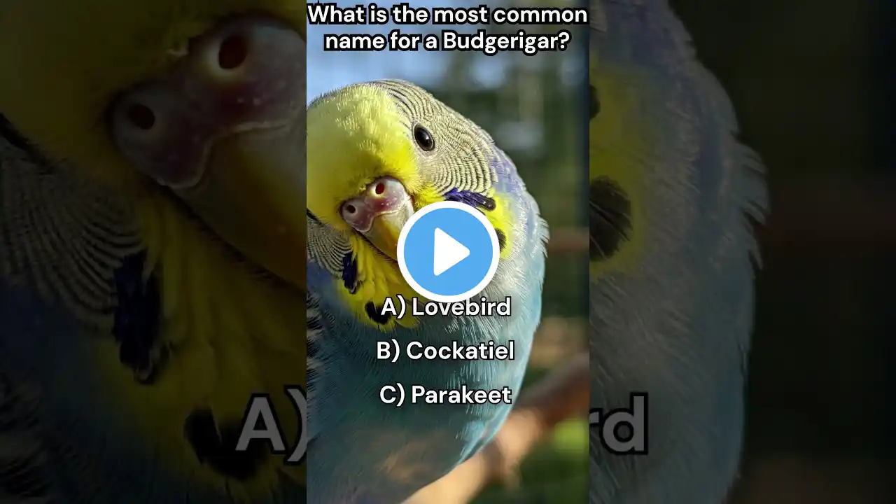 What is the most common name for a Budgerigar? #birds