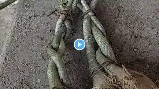 making choti shape adenium bonsai for repotting #ytfeed#bonsai #adeniumgarden#desertflowers #adenium