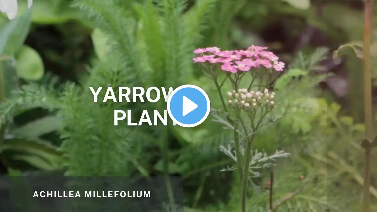 Yarrow - Achillea Millefolium. Learn Easy Propagation Tips and Plant Care of this beautiful plant.