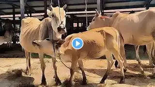 Suara Hewan Lucu - Sapi Moo, Kambing Mbek Sapi Lucu dan Pintar Sapi Potong Kambing Joget Domba Garut