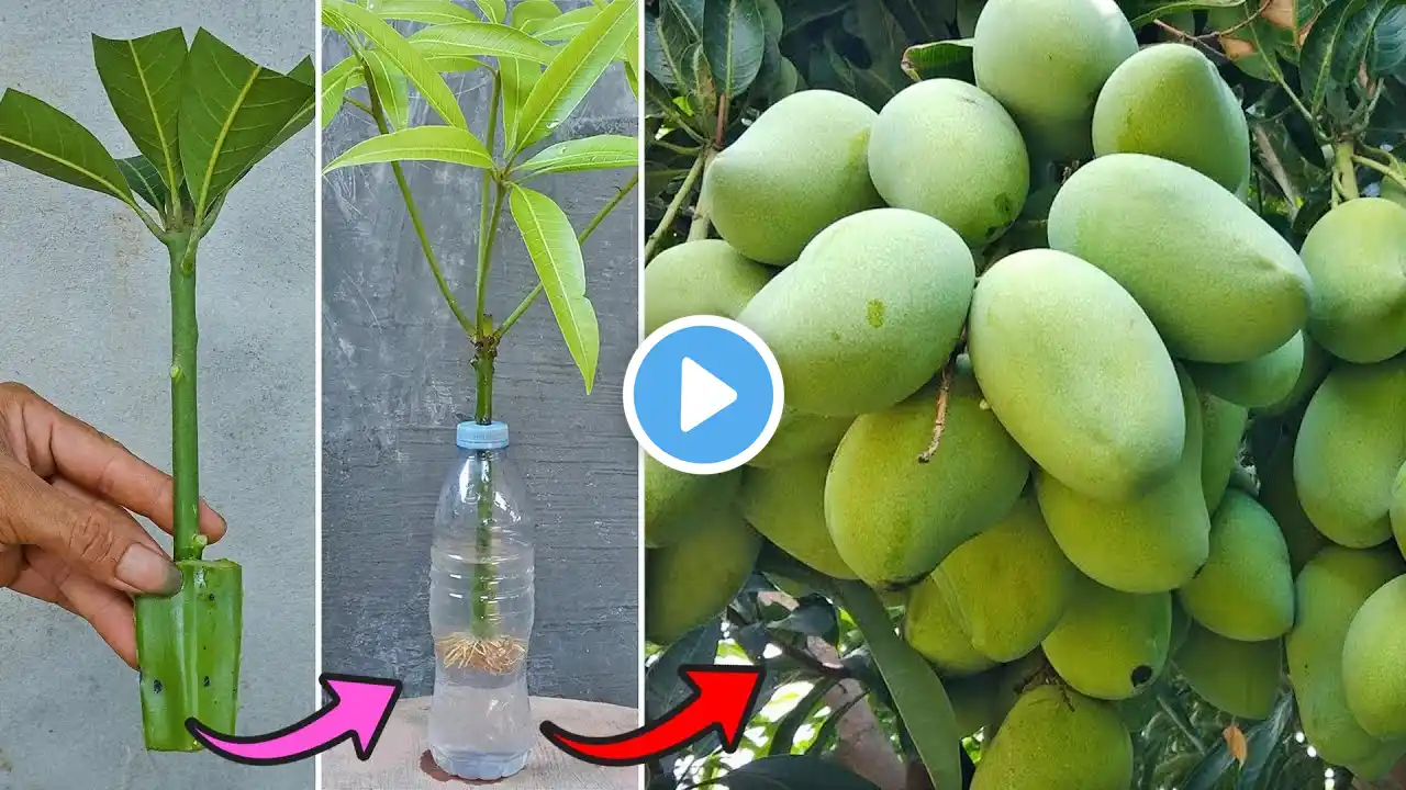 Grow mango from cuttings using natural rooting aloe vera | Method of rooting in water