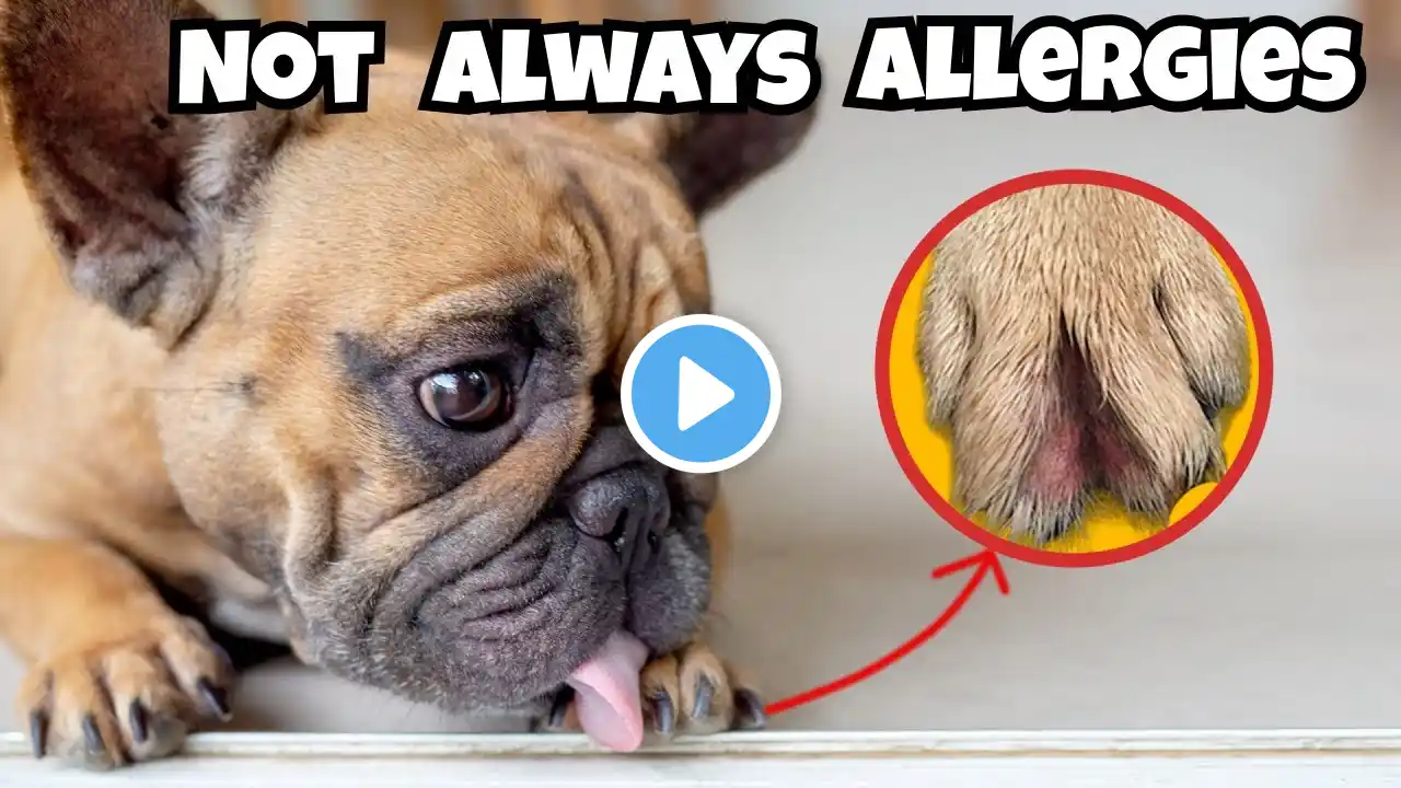 REAL Reason Your Dog Licks Their Paws!