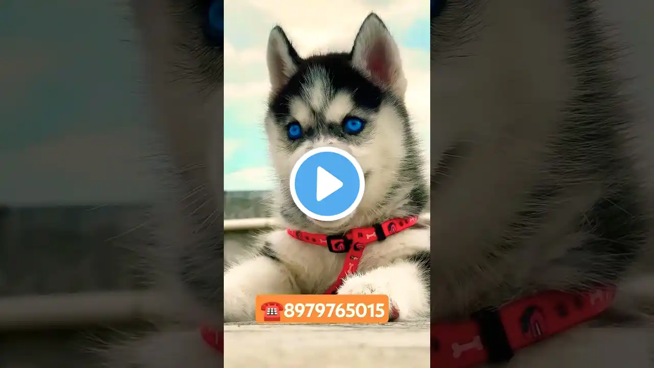 WORLD 🌎 4 😯AGRESSIVE DOG😱😱 BREEDS #shorts