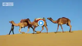 Camels in the Desert With Relaxing Background Music For Relaxing,  Chilling, Stress Relief