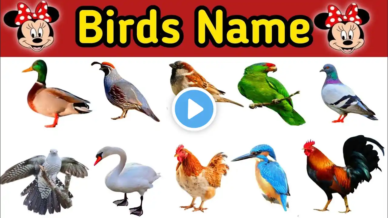 parindon ke naam | parindon ke naam english mein | birds name | birds video | parindey | birds