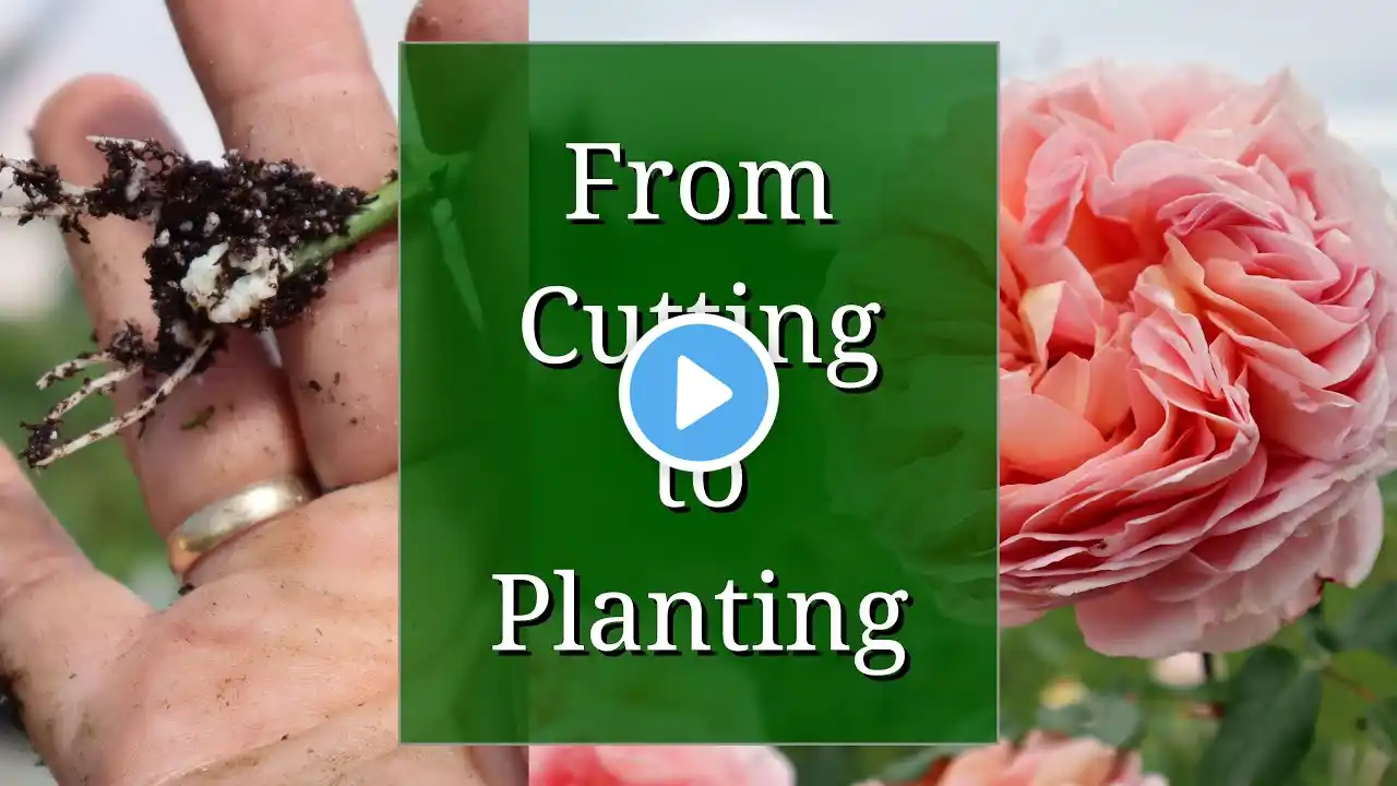 From Cutting to Planting: Full Propagation Timeline