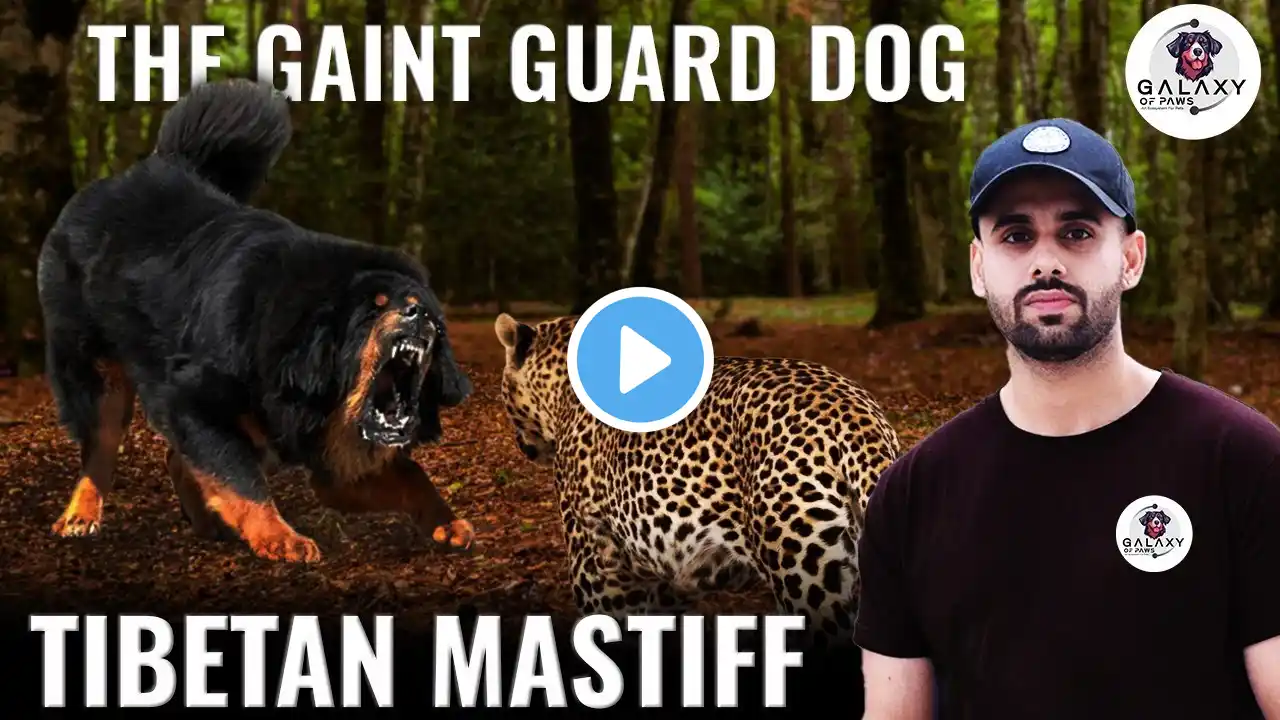 Tibetan Mastiff Top Interesting Facts The Giant Guard Dog #dogsoftheworld