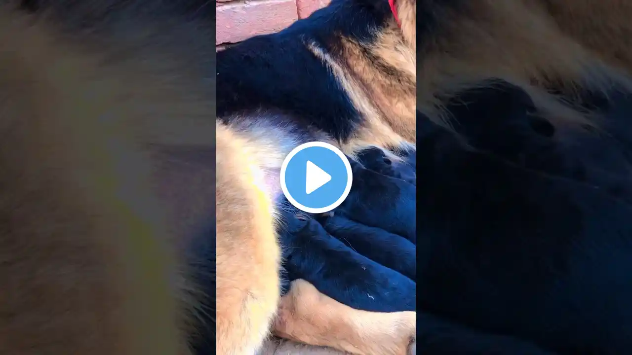 German shepherd puppies feeding #shorts #viral