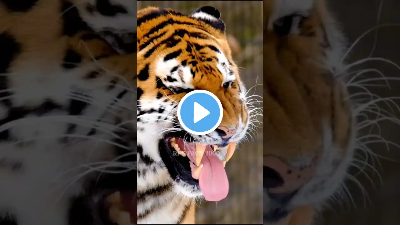 खतरनाक Bengol Tiger 🐯 | Random fact #shorts #amazingfacts #animals #short