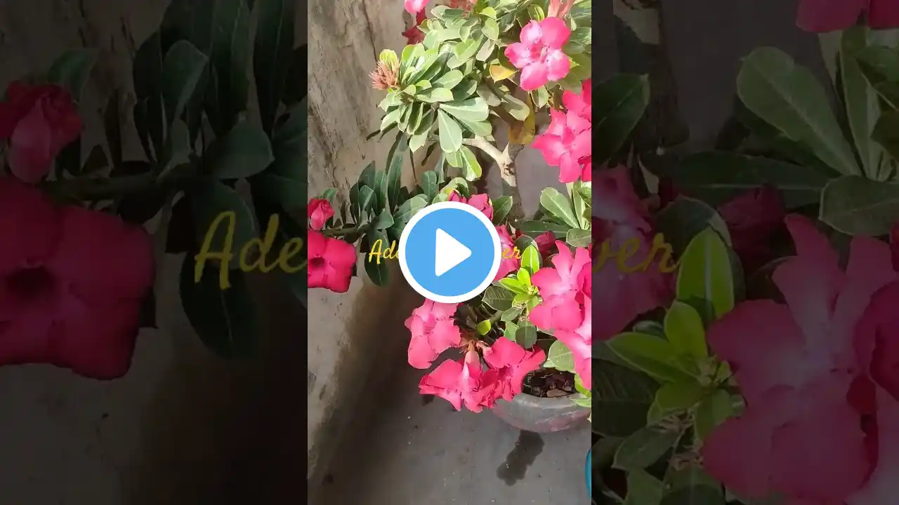 adenium flower plant #garden #houseplants #shorts#viral# treading #flowers