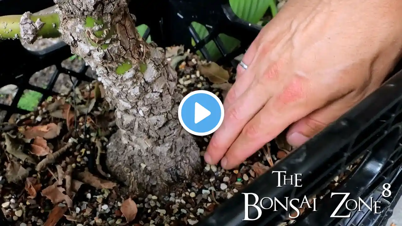 Connor's Bonsai Bench Tour, Part 5 of 6, The Bonsai Zone, Aug 2021