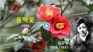 동백꽃, 김유정, 오디오북, 자면서 듣는 소설, 잠 잘 때 듣는 책, 책 읽어주는 남자, 수면 ASMR, 듣는 책, 한국근대소설