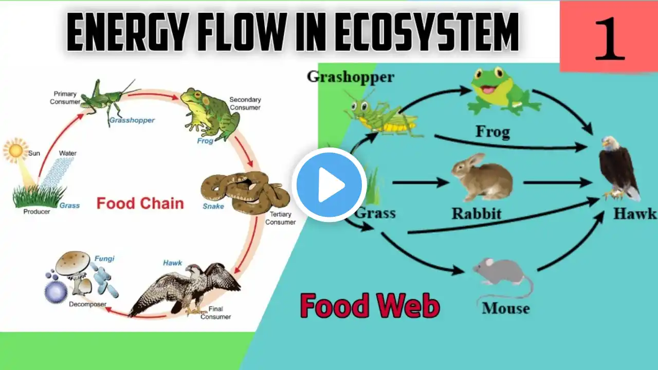 Energy Flow in Ecosystem 01 | Ecosystem | Food Chain | Food Web | STD 9th