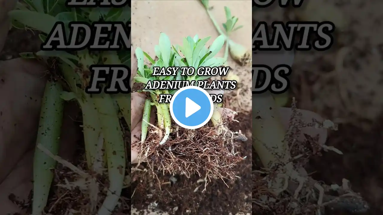 Easy way to grow Adenium plants from seeds #youtubeshorts #viralvideo #adenium