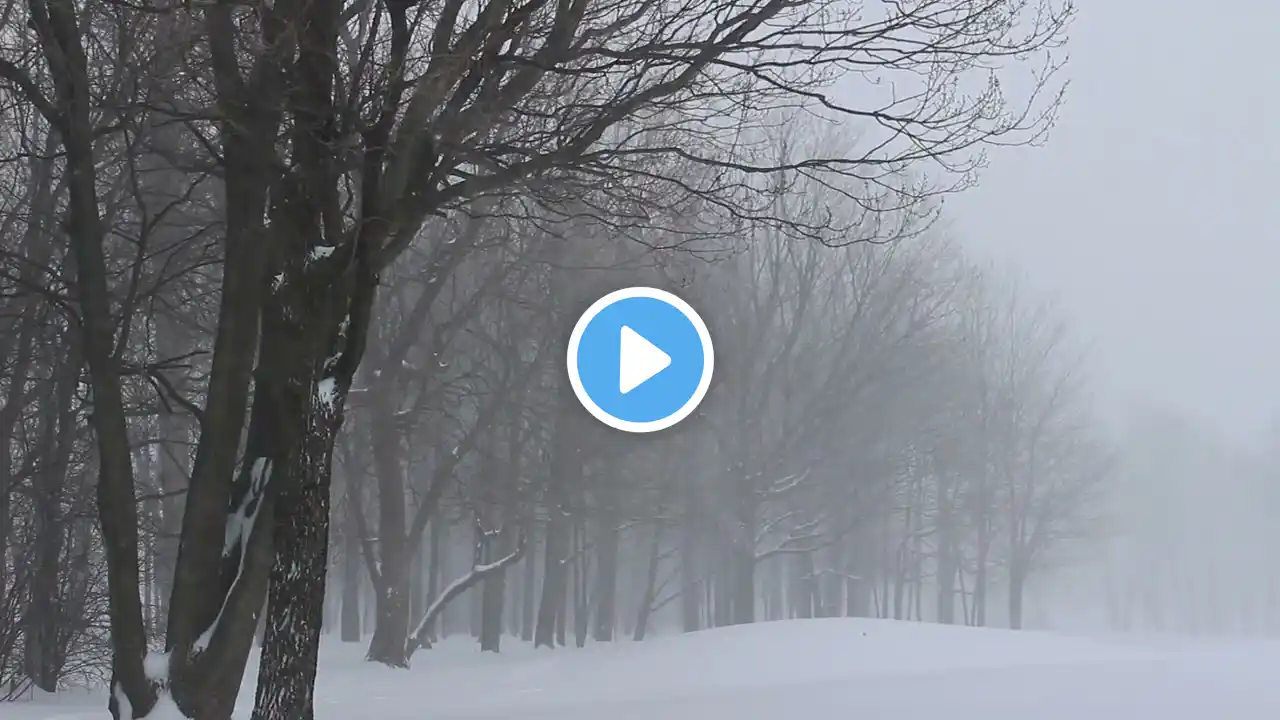 Winter Storm ambience with Icy Howling Wind Sounds ,Snowstorm for Relaxing, Sleeping and Studying.