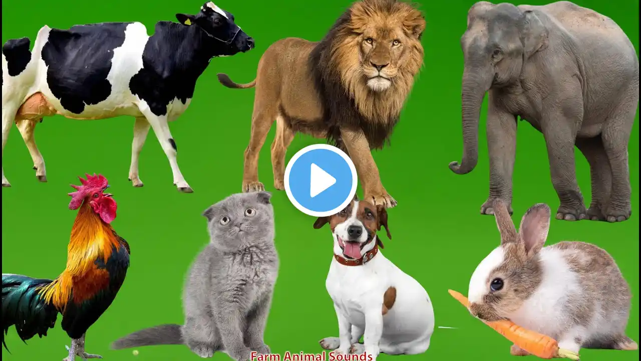 Farm Animal Sound Collection: Lion, Horse, Cow, Dog, Duck, Cat, Chicken, Elephant - Animal Sounds