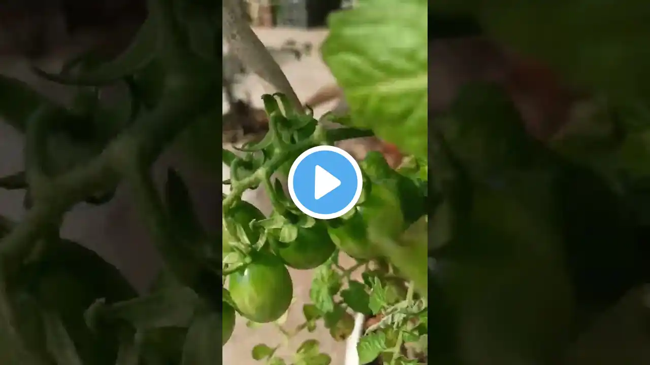 Cherry tomatoes 🍅🍅🍅🍅🍅🍅🍅#YouTube short video#terrace garden