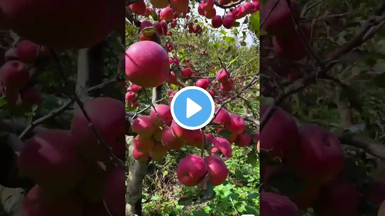 Red apple in gardens#fruit#fruits#fruits apple#shorts videos#youtube shorts#garden