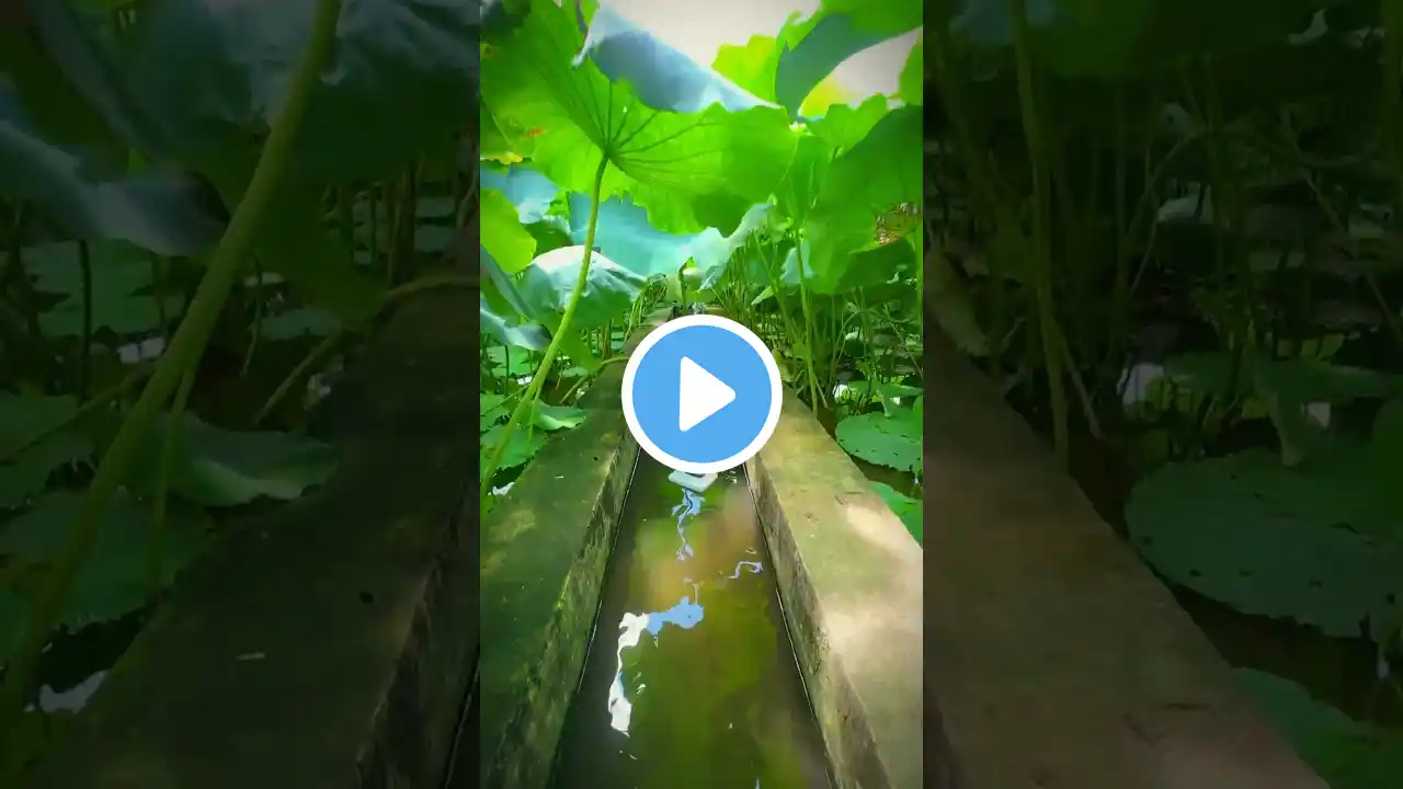 "Tranquil Beauty of a Forest River | Nature's Serenity"đź’–đź‘Ť #river#ytshort#viralvideo #river #1000sub