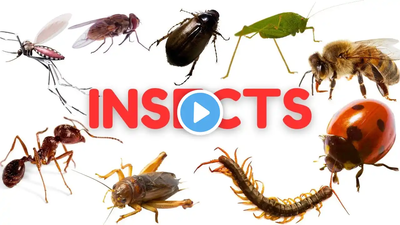 INSECTS FOR KIDS | 100 Insect names for Children, Toddlers, Kindergarten | Insects Vocabulary | Bugs