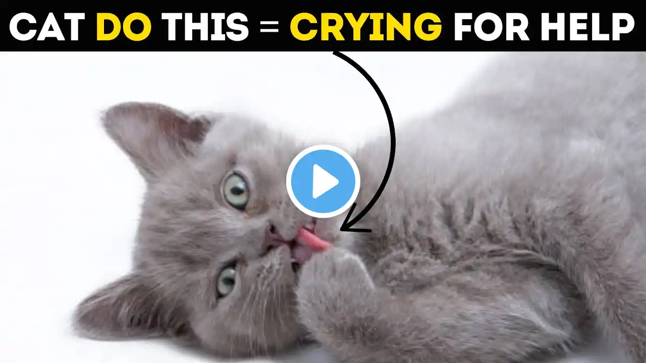 Scientists Confirm 15 Hidden Signs Your Cat Is Silently Crying for Help