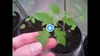 When to remove "suckers" from tomato plants!